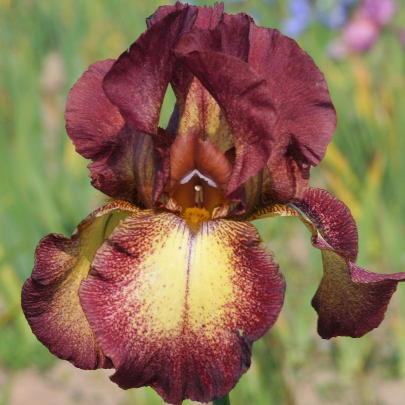 Iris germanica Provençal - Baardiris (Flowering)