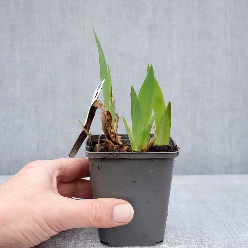 Exemplaar van Iris germanica Provençal - Baardiris Kweekpotje van 8/9 cm zoals geleverd in de winter