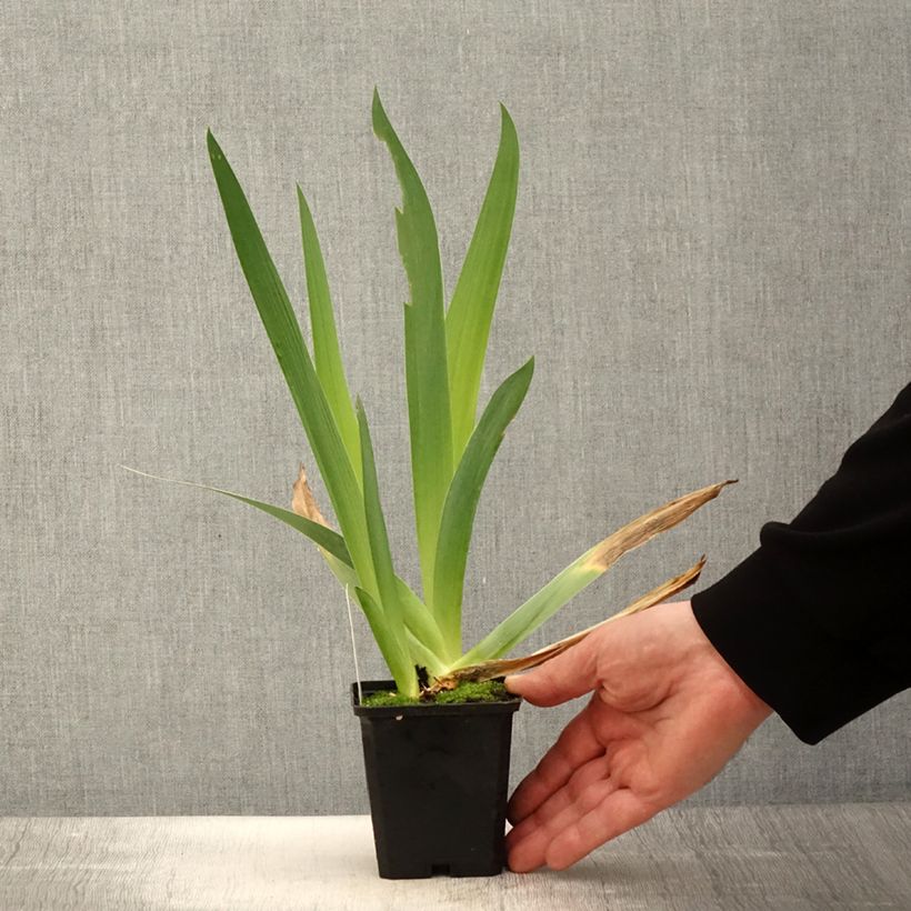 Exemplaar van Iris germanica Qualified - Baardiris Kweekpotje van 8/9 cm zoals geleverd in de lente