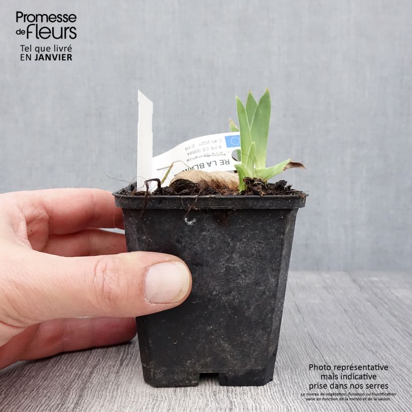 Example of Iris germanica Ré la Blanche - Iris des Jardins Kweekpotje van 8/9 cm as you get in hiver