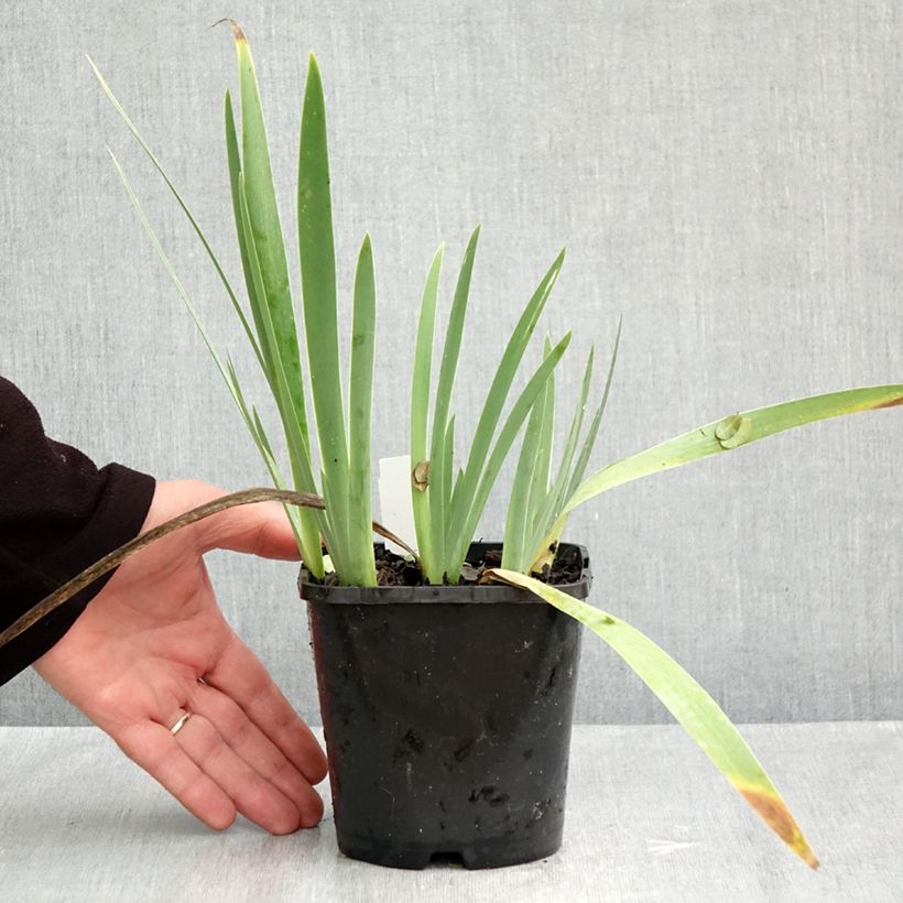 Exemplaar van Iris germanica Red Orchid - Baardiris Pot van 1,5 l/2 l zoals geleverd in de herfst