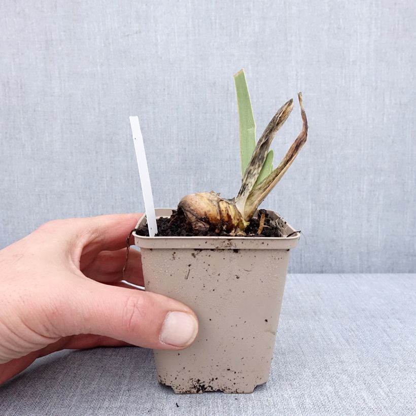Example of Iris germanica Ring Around Rosie - Iris des Jardins Kweekpotje van 8/9 cm as you get in hiver