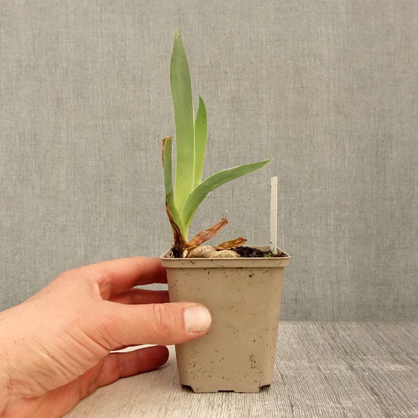 Exemplaar van Iris germanica Rio de Oro - Baardiris Kweekpotje van 8/9 cm zoals geleverd in de lente