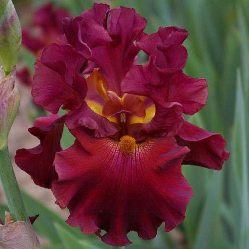 Iris germanica Rip City - Baardiris (Bloei)