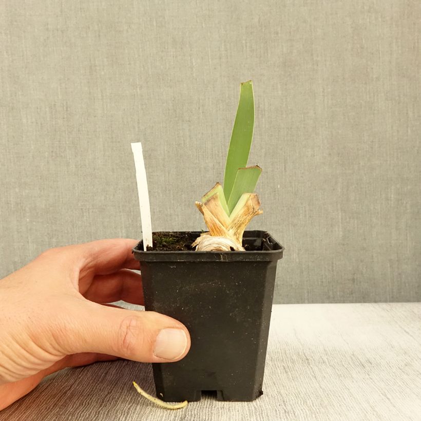 Exemplaar van Iris germanica Rosalie Figge - Iris des Jardins Godet de 8/9 cm zoals geleverd in de herfst