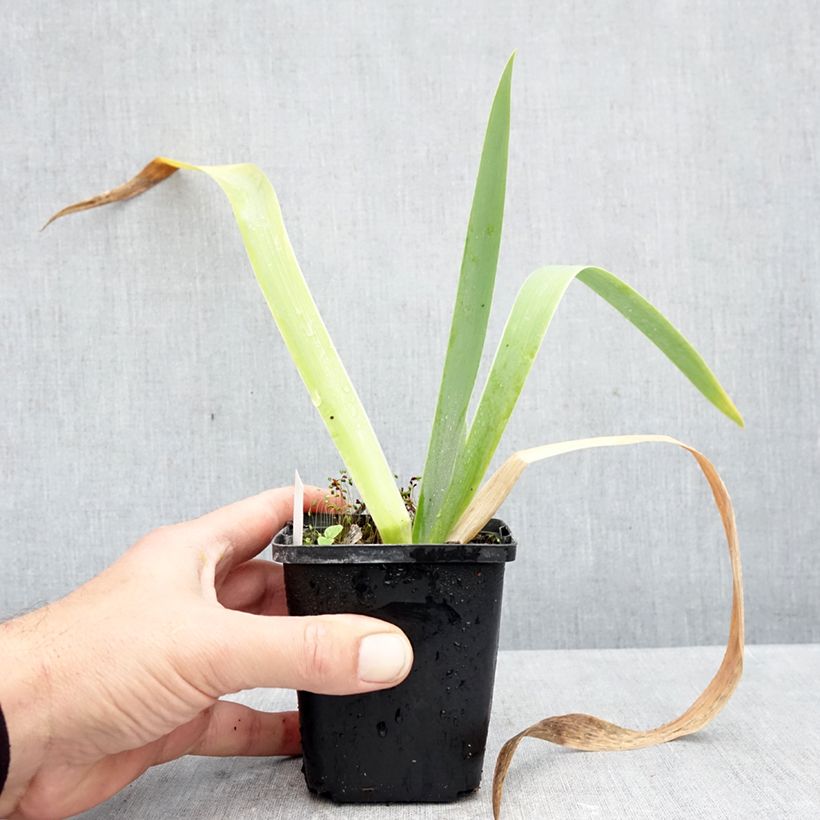 Example of Iris germanica Rose de Perse - Iris des Jardins Kweekpotje van 8/9 cm as you get in automne