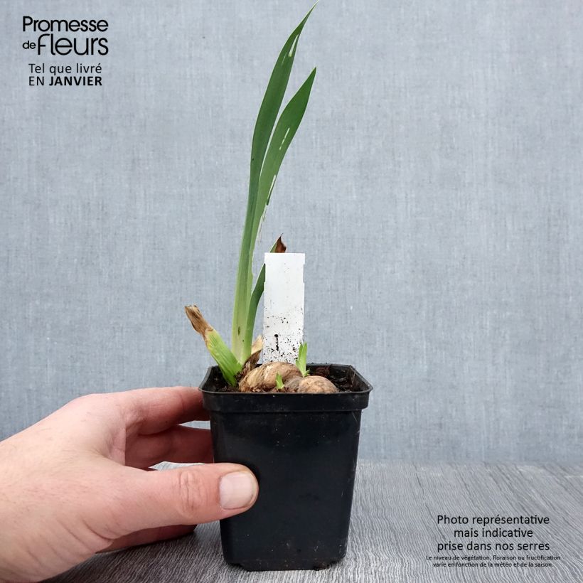 Example of Iris germanica Rouge de Plaisir - Iris des Jardins Wortelstok, diameter 10–15 mm, extra kwaliteit as you get in hiver