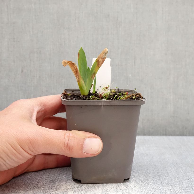 Exemplaar van Iris germanica Sharp Dressed Man - Baardiris Kweekpotje van 8/9 cm zoals geleverd in de lente