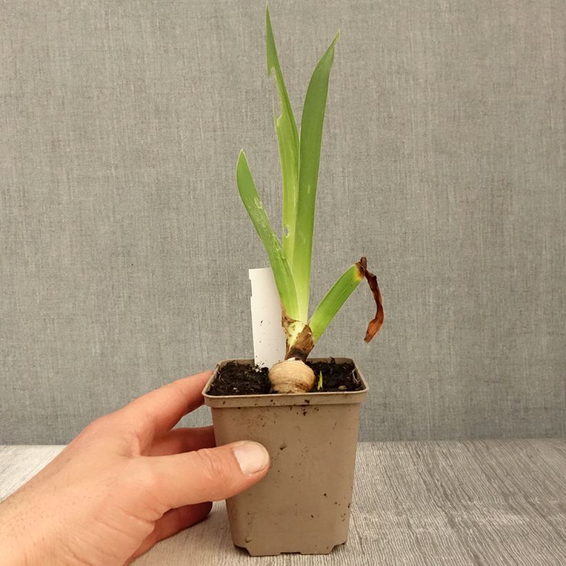 Exemplaar van Iris germanica Sharper Image - Baardiris Kweekpotje van 8/9 cm zoals geleverd in de lente