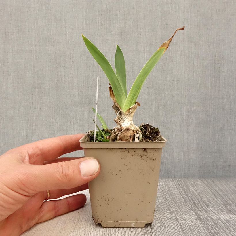 Exemplaar van Iris germanica Siva Siva - Baardiris Kweekpotje van 8/9 cm zoals geleverd in de lente