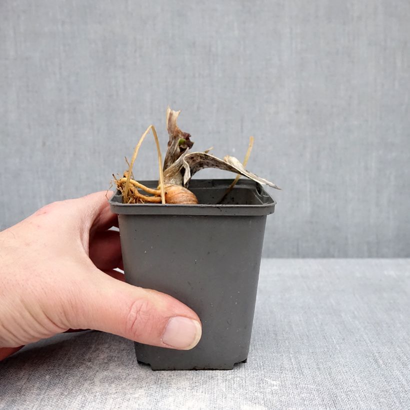 Exemplaar van Iris germanica Skylark's Song - Baardiris Kweekpotje van 8/9 cm zoals geleverd in de winter