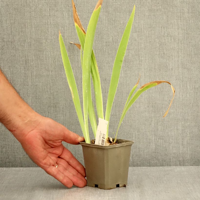 Exemplaar van Iris germanica Sorcellerie - Baardiris Kweekpotje van 8/9 cm zoals geleverd in de zomer