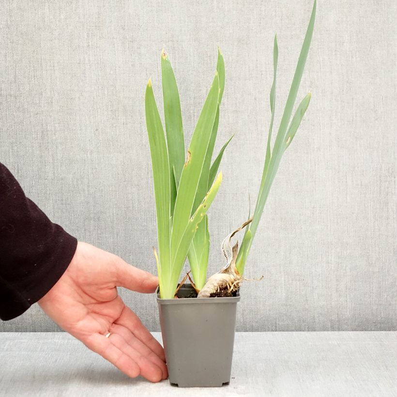 Exemplaar van Iris germanica Souffle Chaud - Baardiris Kweekpotje van 8/9 cm zoals geleverd in de lente