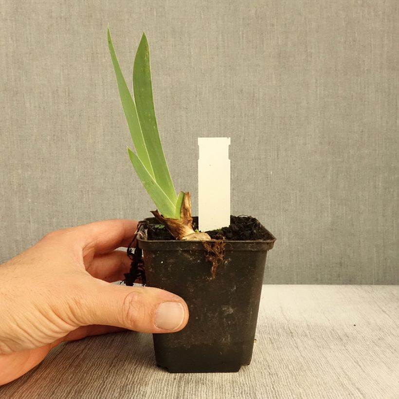 Exemplaar van Iris germanica Sovereign Crown - Iris des Jardins Godet de 8/9 cm zoals geleverd in de herfst
