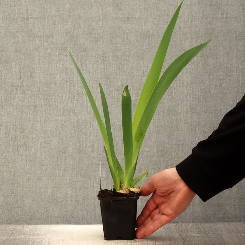 Exemplaar van Iris germanica Sovereign Crown - Baardiris Kweekpotje van 8/9 cm zoals geleverd in de lente