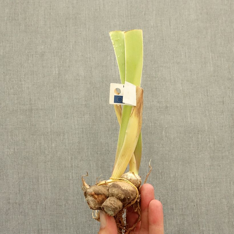 Exemplaar van Iris germanica Spectator - Baardiris Wortelstok zoals geleverd in de winter