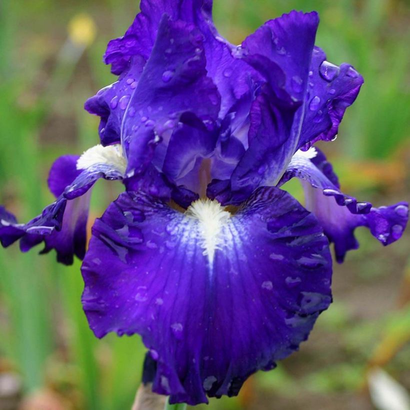 Iris germanica Spot - Baardiris (Bloei)