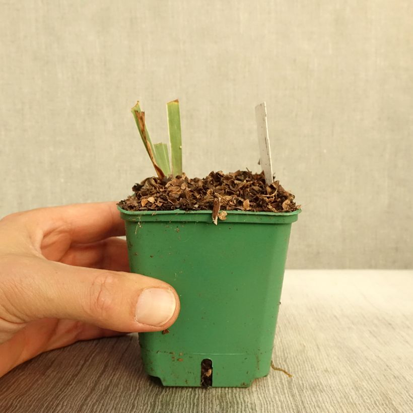 Exemplaar van Iris germanica Stellata - Baardiris Kweekpotje van 8/9 cm zoals geleverd in de herfst