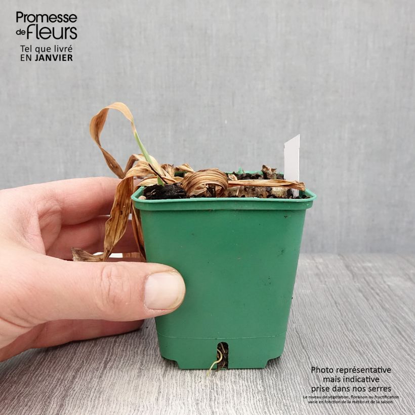 Example of Iris germanica Stellata - Baardiris Kweekpotje van 8/9 cm as you get in hiver