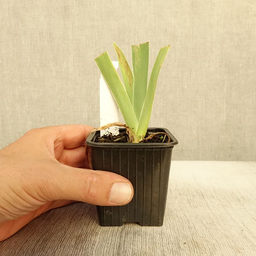 Exemplaar van Iris germanica Stepping Out - Baardiris Kweekpotje van 8/9 cm zoals geleverd in de herfst