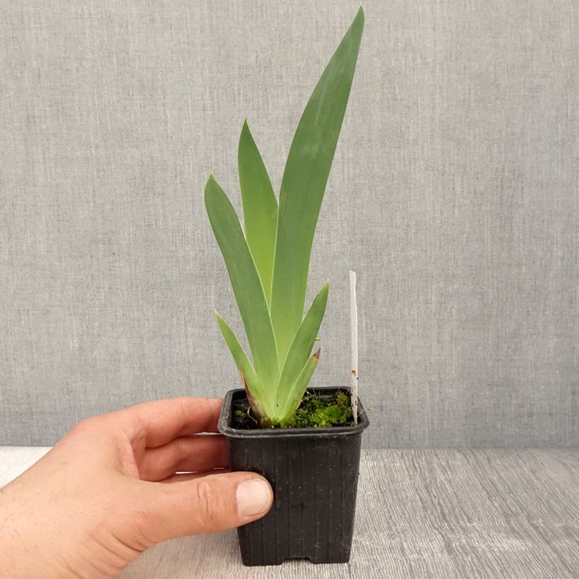 Exemplaar van Iris germanica Stepping Out - Baardiris Kweekpotje van 8/9 cm zoals geleverd in de lente