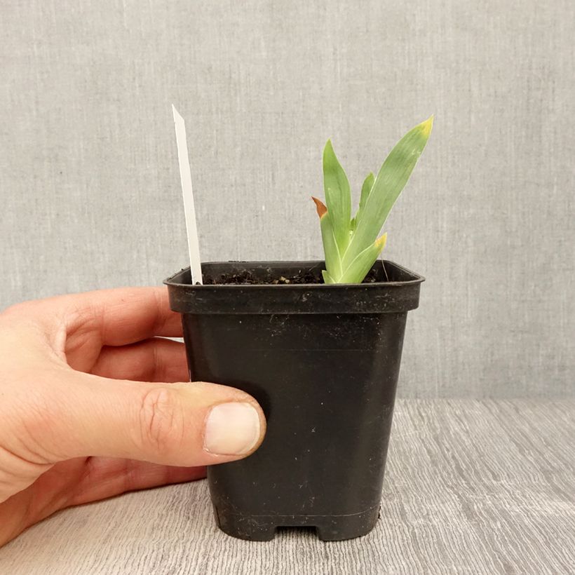 Exemplaar van Iris germanica Storm Center - Baardiris Kweekpotje van 8/9 cm zoals geleverd in de lente