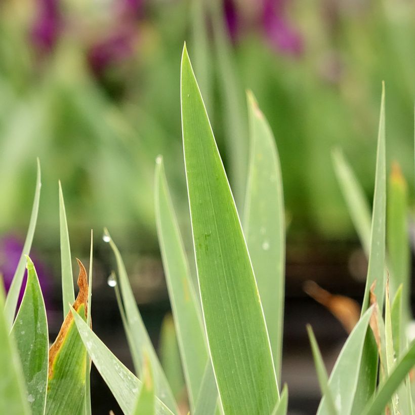 Iris germanica Sultan's Palace - Baardiris (Blad)