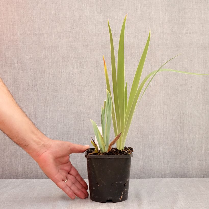 Example of Iris germanica Sunset Sky - Baardiris Pot van 1,5 l/2 l as you get in ete
