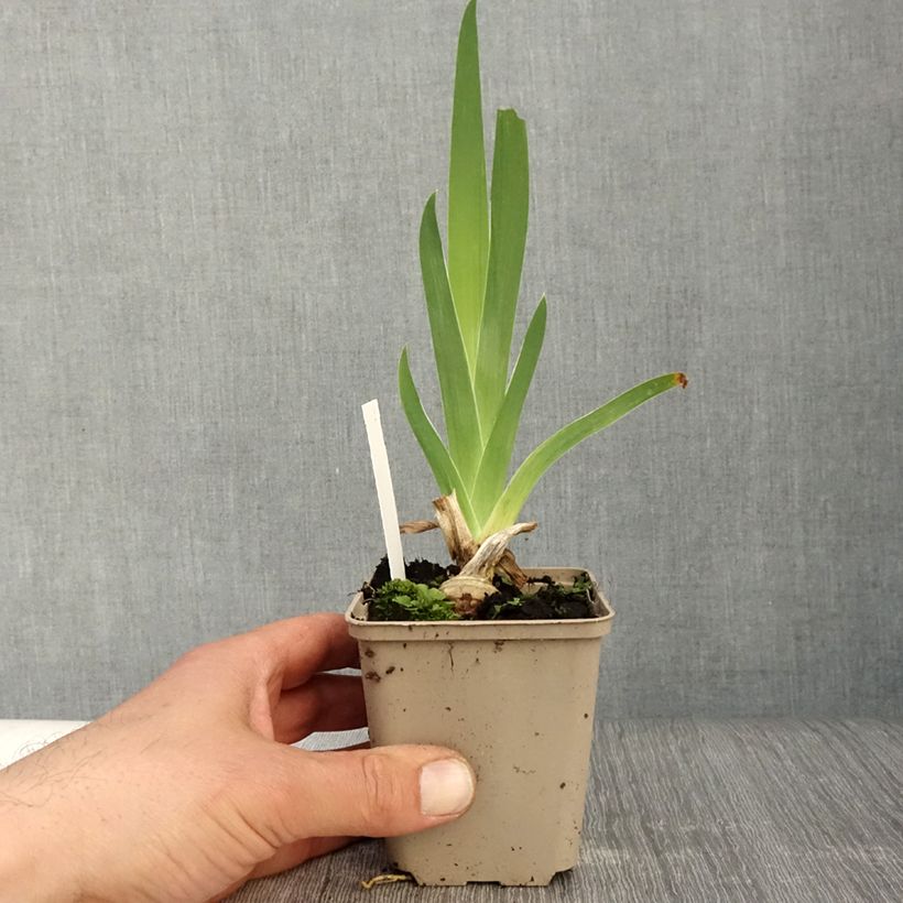 Exemplaar van Iris germanica Sunset Sky - Baardiris Kweekpotje van 8/9 cm zoals geleverd in de lente