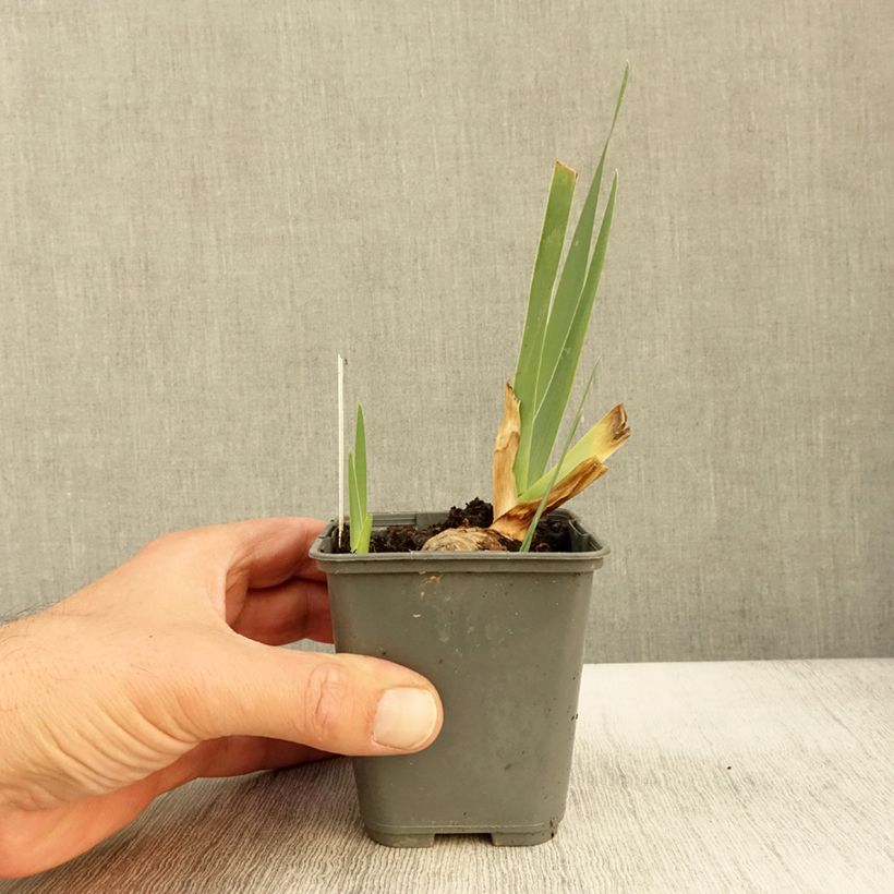 Exemplaar van Iris germanica Sur la plage - Baardiris Kweekpotje van 8/9 cm zoals geleverd in de herfst