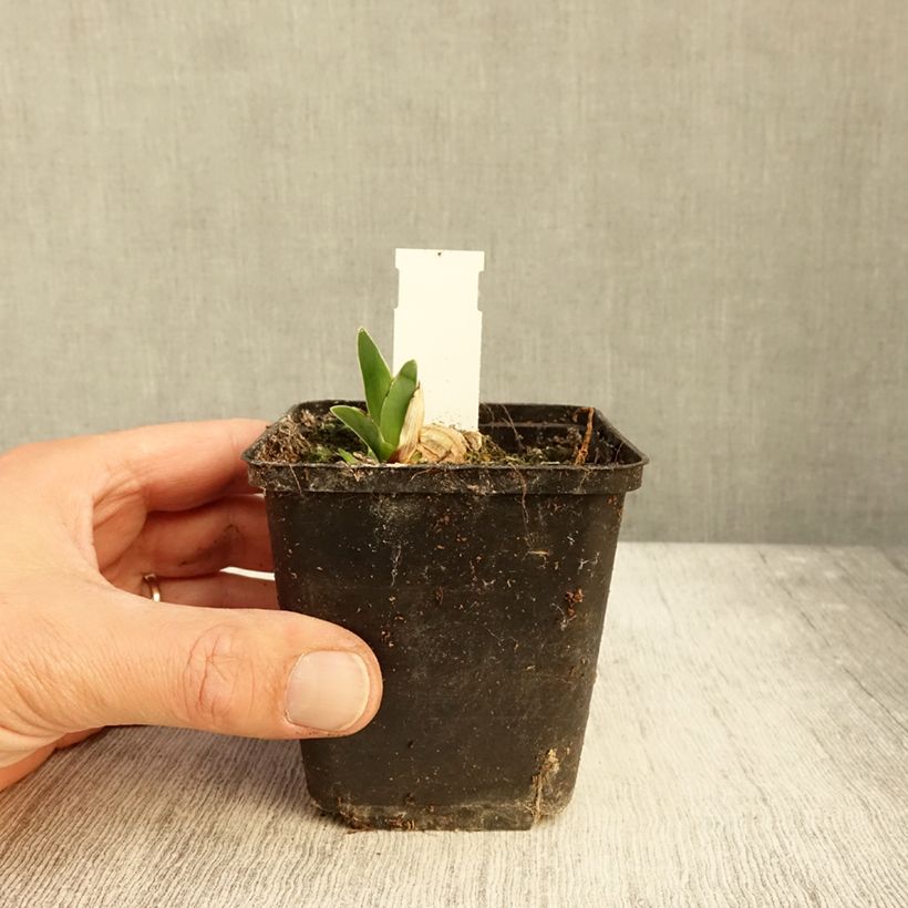 Exemplaar van Iris germanica Surface Irisée - Baardiris Kweekpotje van 8/9 cm zoals geleverd in de herfst