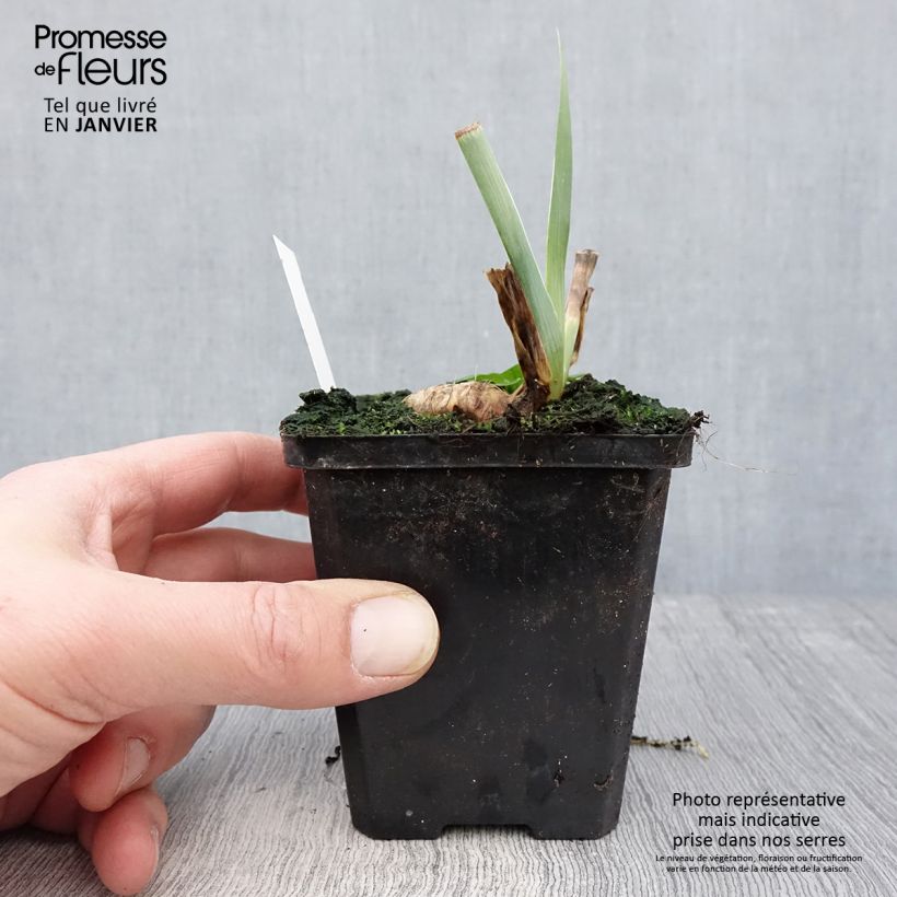 Example of Iris germanica Tabac Blond - Baardiris Kweekpotje van 8/9 cm as you get in hiver