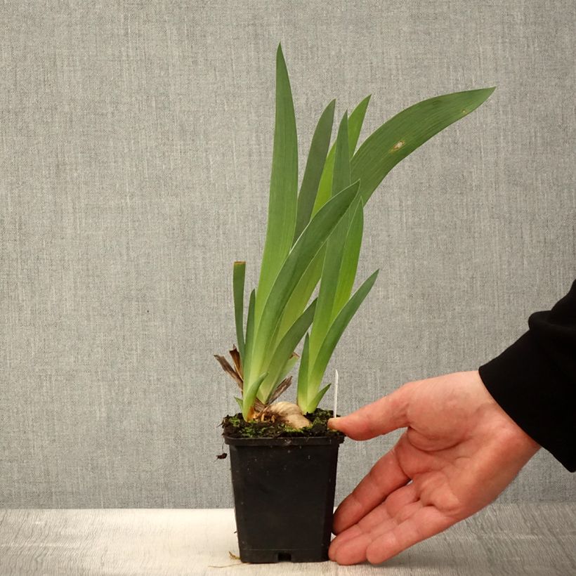 Exemplaar van Iris germanica Tabac Blond - Baardiris Kweekpotje van 8/9 cm zoals geleverd in de lente