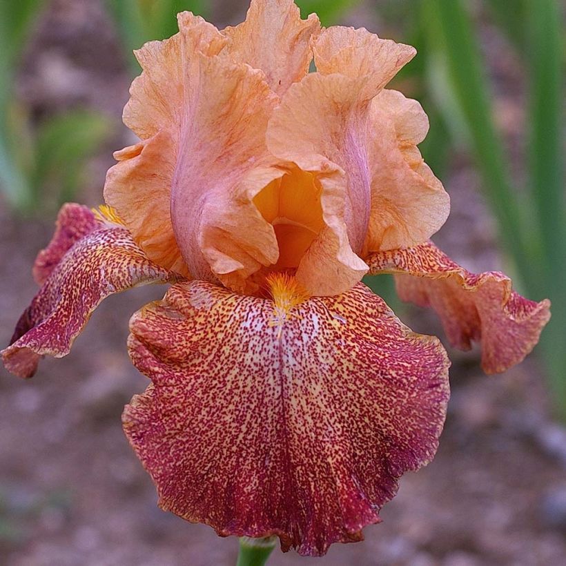 Iris germanica Tanzanian Tangerine Sunset - Baardiris (Bloei)
