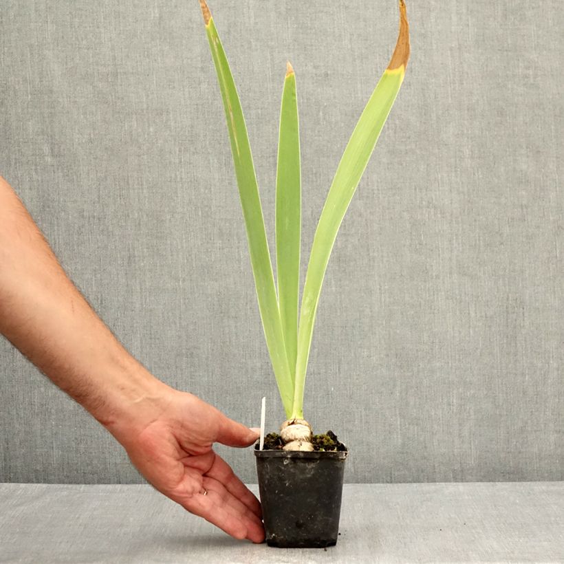 Exemplaar van Iris germanica Tel Arlequin - Baardiris Kweekpotje van 8/9 cm zoals geleverd in de zomer