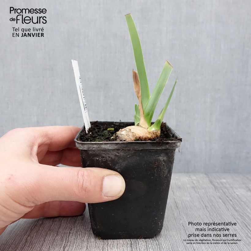 Example of Iris germanica Tel Arlequin - Iris des Jardins Kweekpotje van 8/9 cm as you get in hiver