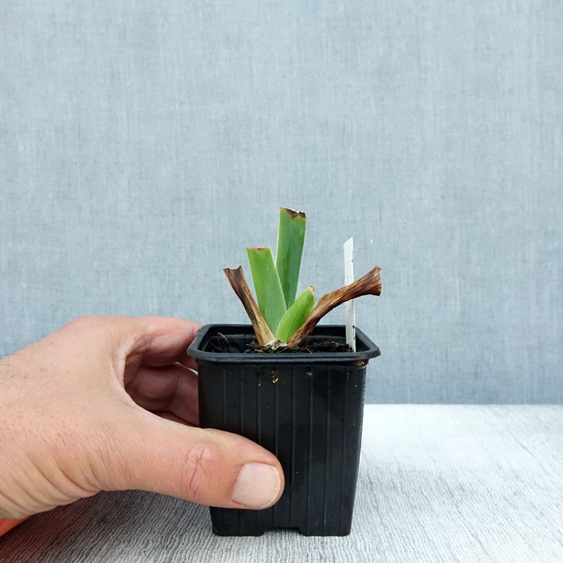 Exemplaar van Iris germanica Tuxedo - Baardiris Kweekpotje van 8/9 cm zoals geleverd in de herfst