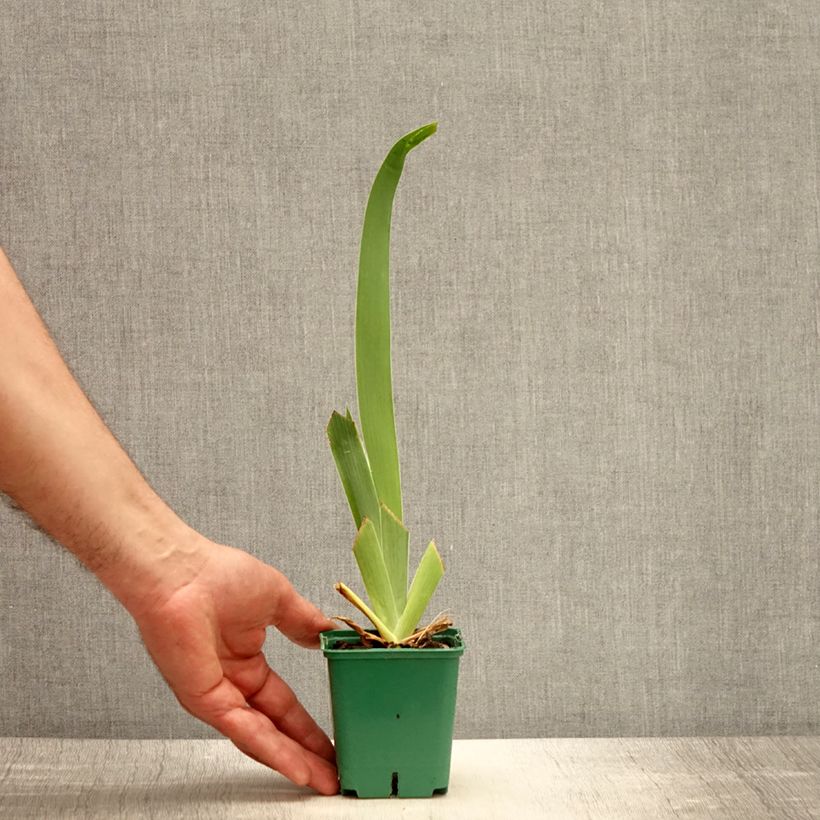 Exemplaar van Iris germanica Tuxedo - Baardiris Kweekpotje van 8/9 cm zoals geleverd in de lente