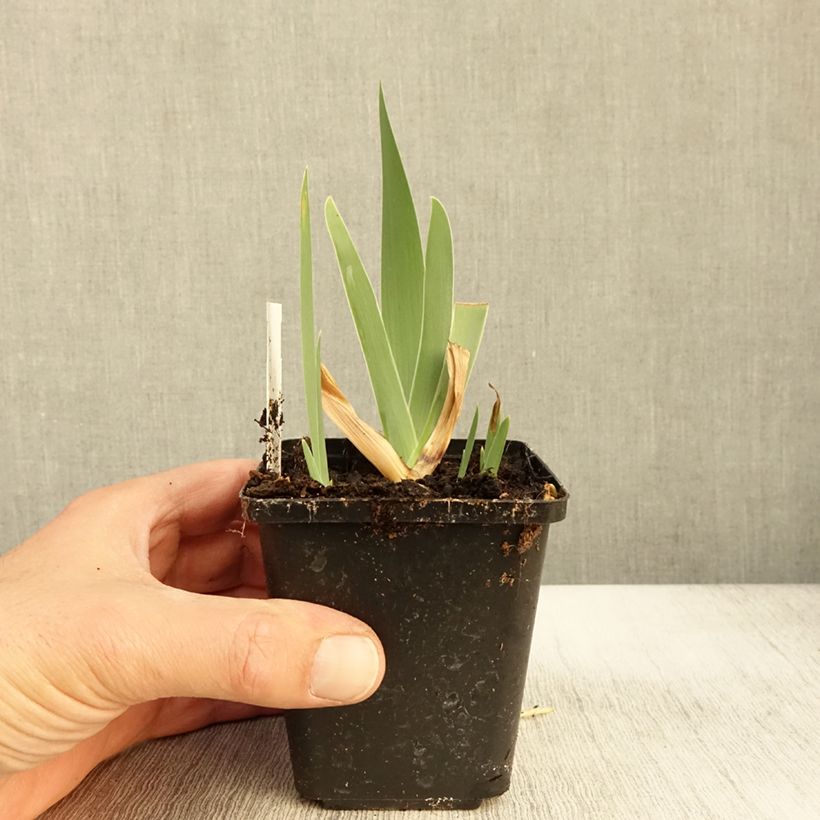Exemplaar van Iris germanica Urluberlu - Iris des Jardins Godet de 8/9 cm zoals geleverd in de herfst