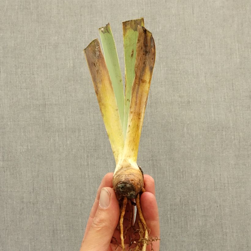 Exemplaar van Iris germanica Vitrail - Baardiris Wortelstok zoals geleverd in de winter
