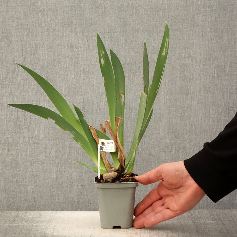 Exemplaar van Iris germanica Waterline - Baardiris Kweekpotje van 8/9 cm zoals geleverd in de lente
