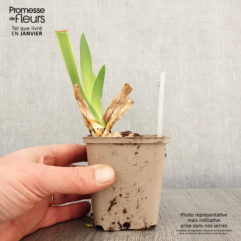 Example of Iris germanica Yaquina Blue - Iris des Jardins Kweekpotje van 8/9 cm as you get in hiver