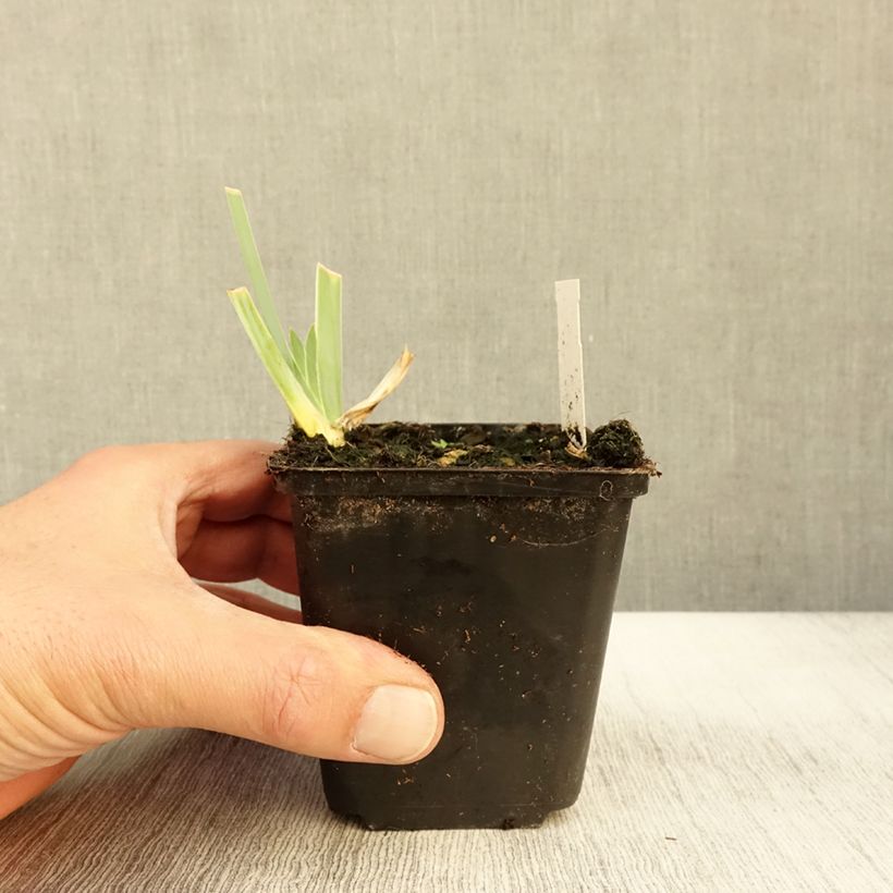 Exemplaar van Iris germanica Young Blood - Baardiris Kweekpotje van 8/9 cm zoals geleverd in de herfst