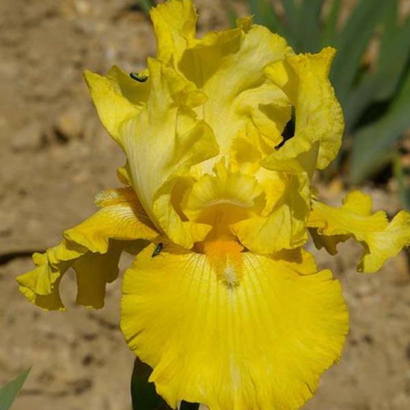 Iris germanica Golden Immortal - Baardiris (Flowering)