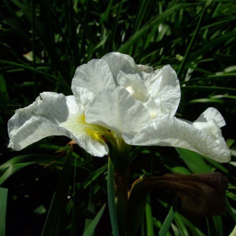 Iris sibirica Harpswell Happiness - Siberische iris (Flowering)