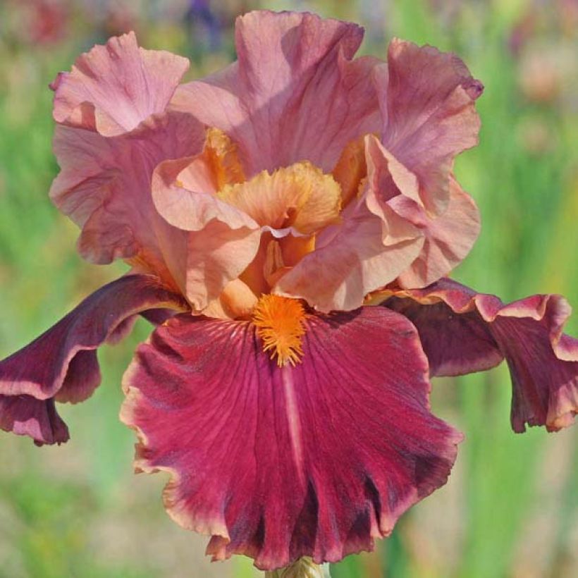 Iris germanica Impressionist - Baardiris (Bloei)