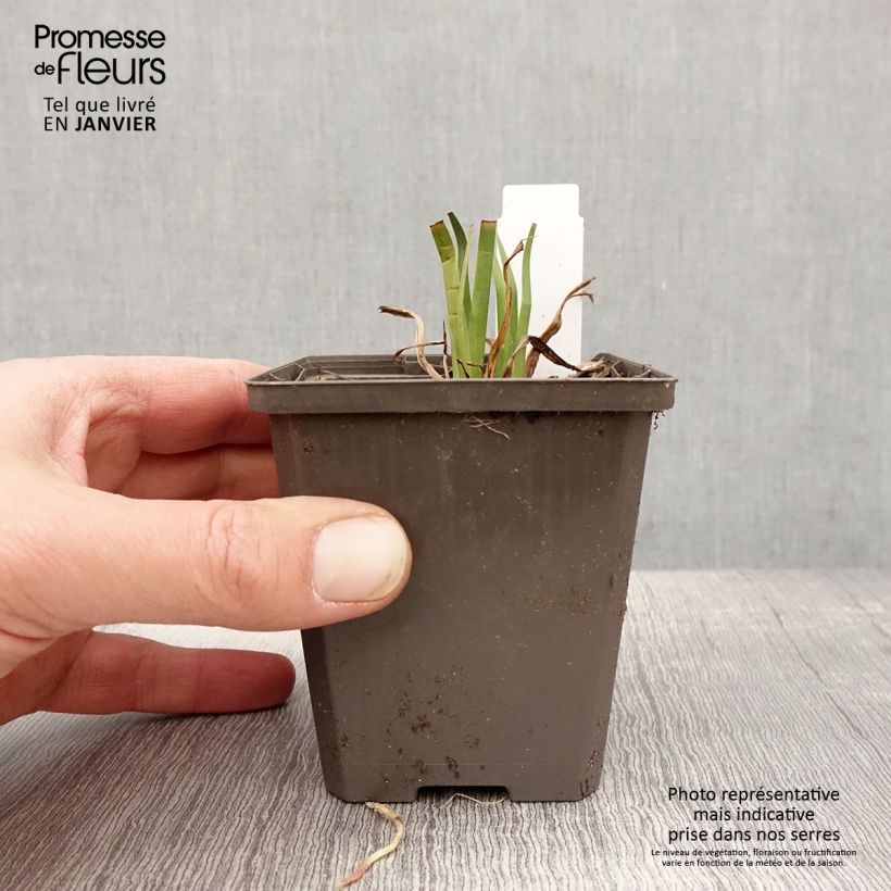 Example of Iris laevigata - Iris d'eau japonais Kweekpotje van 8/9 cm as you get in hiver