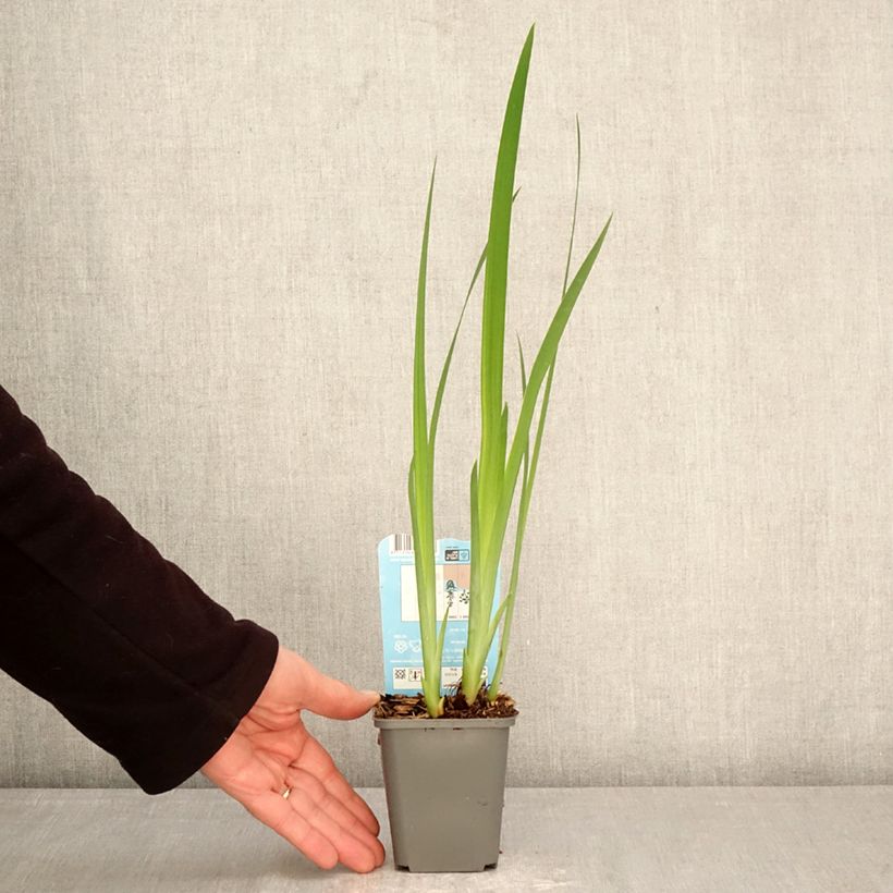 Exemplaar van Iris laevigata Rose Queen - Japanse iris Kweekpotje van 8/9 cm zoals geleverd in de lente