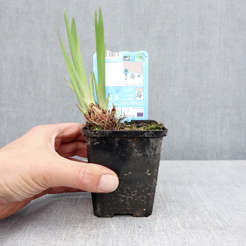 Example of Iris laevigata Snowdrift Kweekpotje van 8/9 cm as you get in printemps