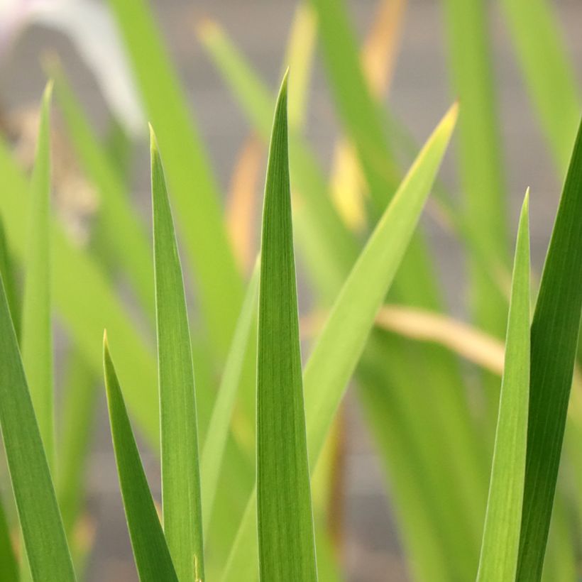 Iris laevigata Snowdrift - Japanse iris (Blad)